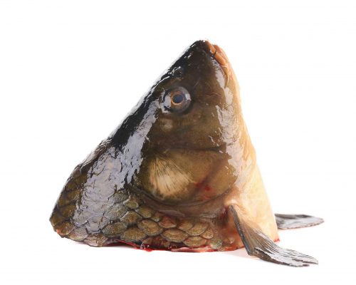 ראש דג קרפיון